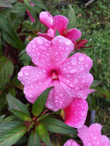 Impatiens Walleriana