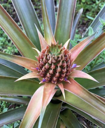 Baby White Pineapple