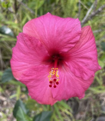 Pink Hibiscus