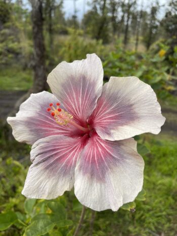 Multi Colored Hibiscus