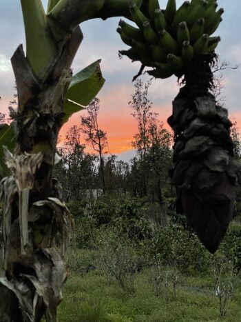 Banana Tree Sunrise