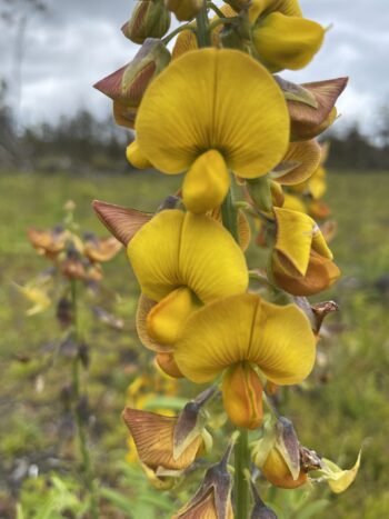 Rattleweed Flowers