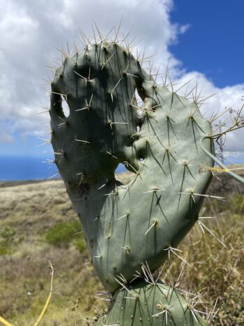 Prickly Pear Cactus