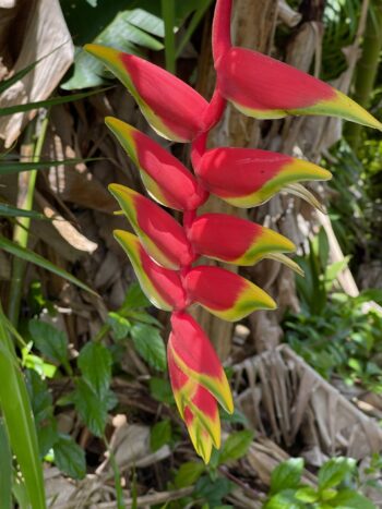 Heliconia 1