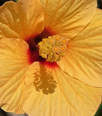 Hibiscus Close Up