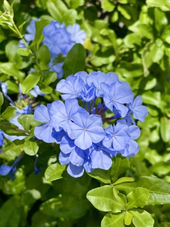 Cape Leadwort