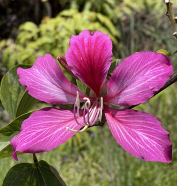 Hong Kong Orchid