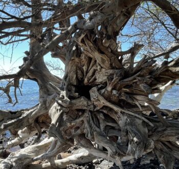 Tangled Roots