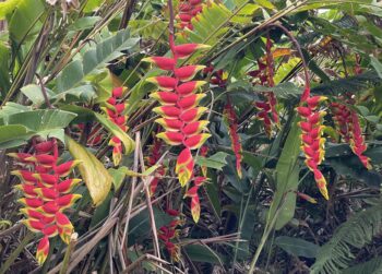 Heliconia