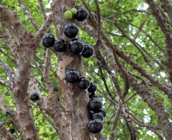 Jaboticaba Tree