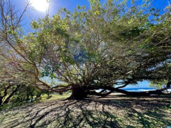 Sprawling Tree and it’s Shadows 1