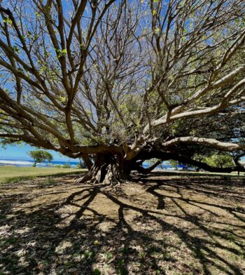 Sprawling Tree and it’s Shadows