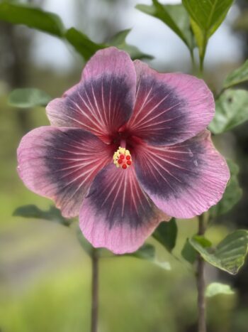 Purple Hibiscus