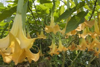 Yellow Angel’s Trumpet