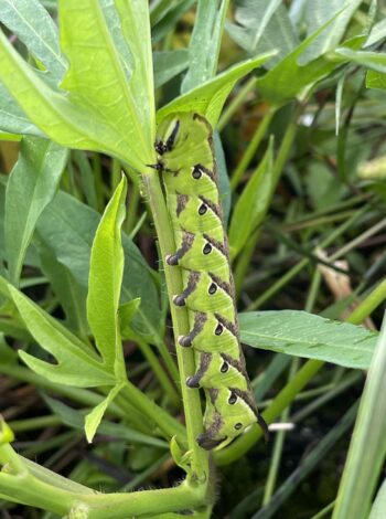 Caterpillar