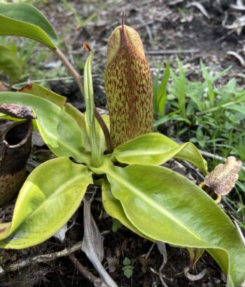 Asian Pitcher Plant