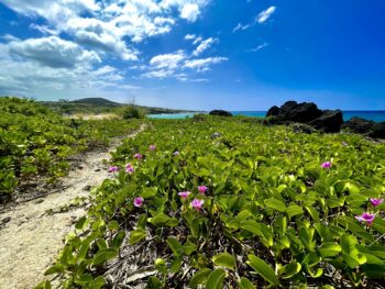 Sandy Trail to Paradise