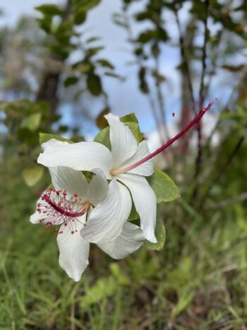 White Hibiscus