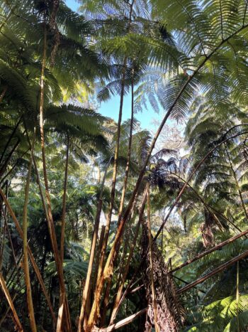 Hapu’u Trees