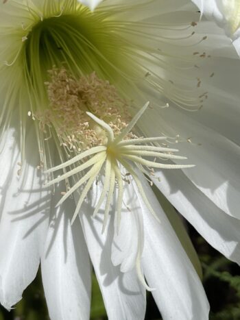 San Pedro cactus bloom