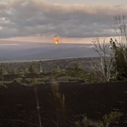 Flowers and Akaka Falls