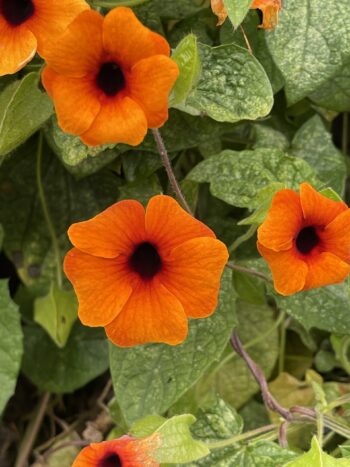 Black Eyed Susan Vine