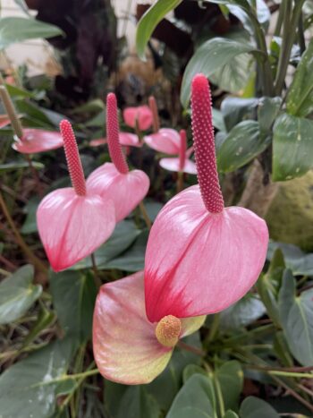 Pink Anthurium Party