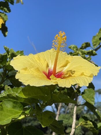 Yellow Hibiscus 2