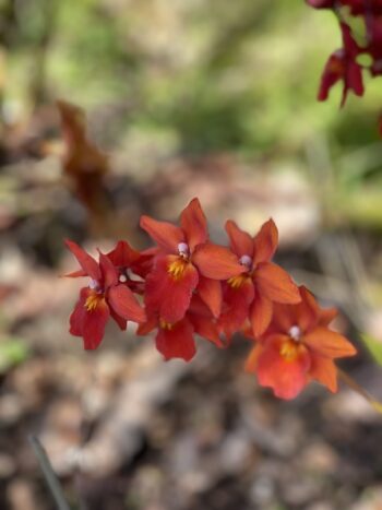 Fire-Star Orchid