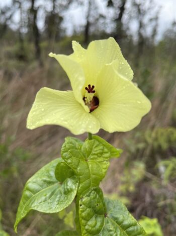 Yellow Hibiscus 1