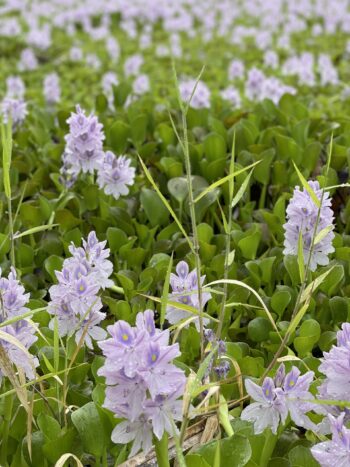 Water Hyacinth 2