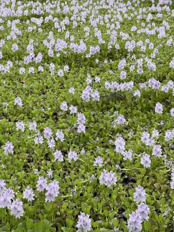 Water Hyacinth 1