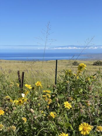 Flowers and Maui