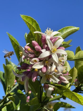 Honeybee and Lemon Blossoms