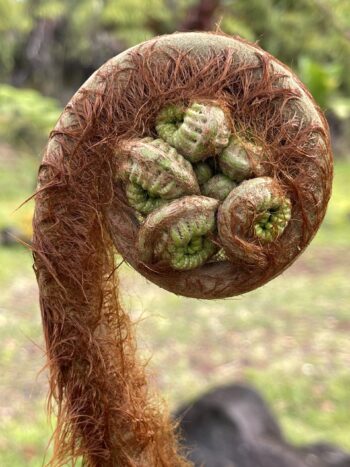 Hapu’u Tree 1