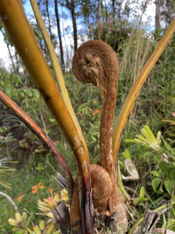 Hapu’u Tree