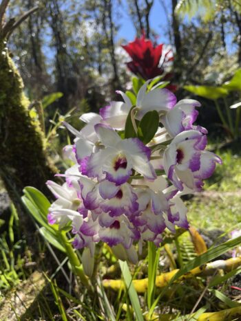 Noble Dendrobium