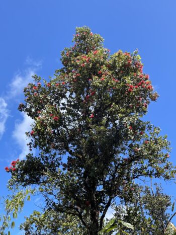 Blooming Ohia Tree