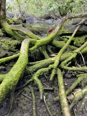 Mossy Roots Traffic Jam