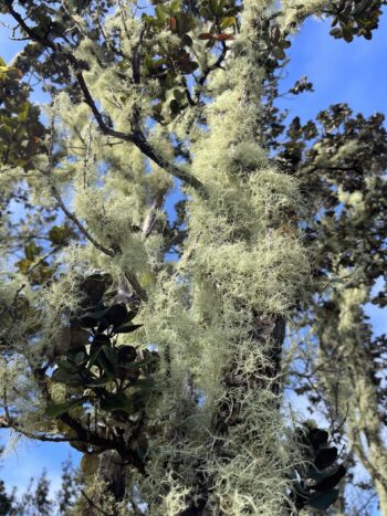 Spanish Moss Air Plant