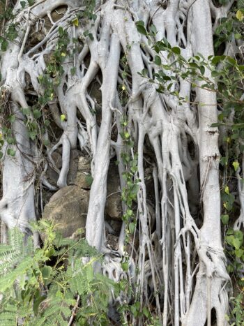 Tree Root Mayhem