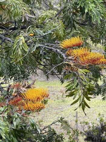 Silk Oak Tree