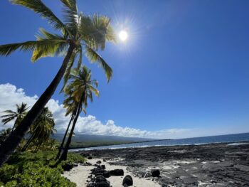 Palm trees 2