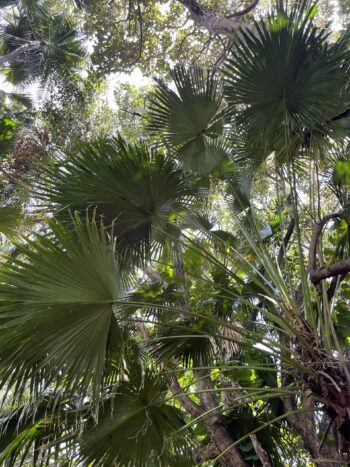 Chinese Fan Palm